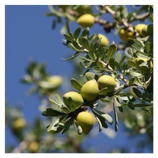 Argan tree branch with green fruit against a blue sky