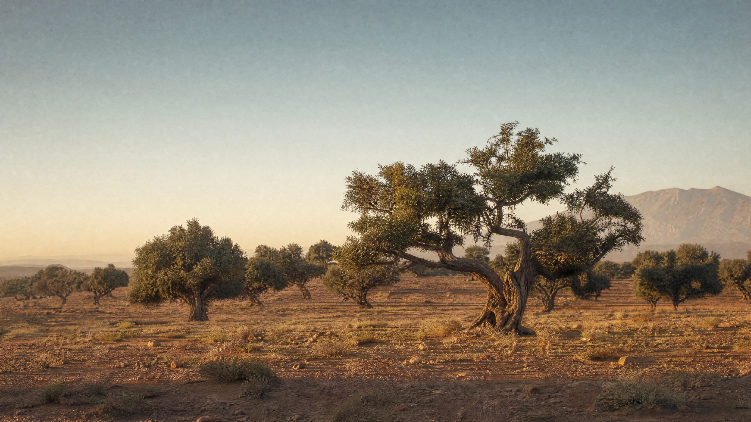Gnarled argan trees on dry ochre ground at golden hour, with the Atlas Mountains hazy in the distance